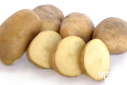 Vegetable Seeds: Potato ‘Jersey Bennes’