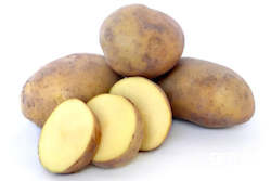 Vegetable Seeds: Potato ‘Agria’