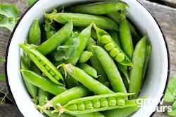 Pea ‘Greenfeast’