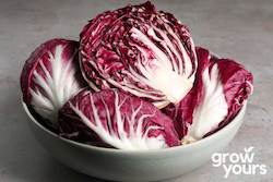 Radicchio âPalla Rossaâ