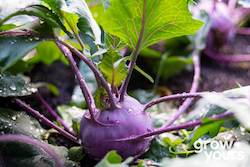 Vegetable Seeds: Kohlrabi âPurple Viennaâ