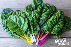 Vegetable Seeds: Beet / Swiss Chard âRainbow Lightsâ