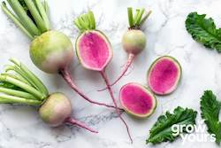 Radish âWatermelonâ