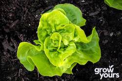 Vegetable Seeds: Lettuce âTom Thumbâ