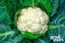 Cauliflower âEarly Snowballâ