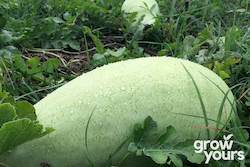 Fruit: Watermelon âCharleston Greyâ