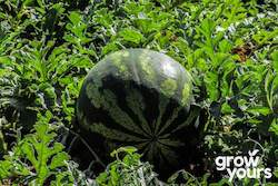 Fruit: Watermelon âCrimson Sweetâ