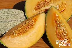 Rockmelon âHales Best Jumboâ