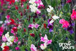 Spring Sowing: Sweet Pea âBijou Mixâ