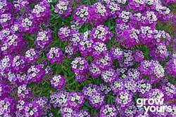 Alyssum âRoyal Carpetâ