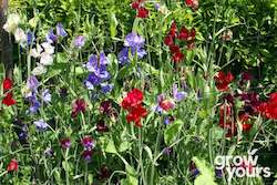 Sweet Pea âRoyal Family Mixâ