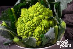 Spring Sowing: Broccoli âRomanescoâ