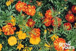 Marigold ‘Sparky Mix’