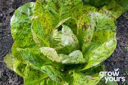 Lettuce âFrecklesâ