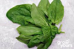 Spinach âMonstrueux de Viroflayâ