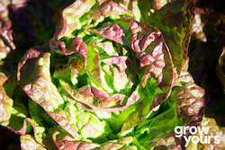 Lettuce âQuattro Stagioniâ