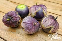 Tomatillo âPurpleâ