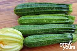 Courgette / Zucchini ‘Cocozelle’