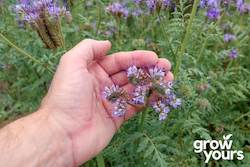 Spring Sowing: Phacelia