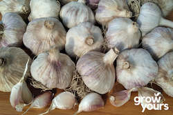 Vegetable Seeds: Garlic ‘Russian Red’