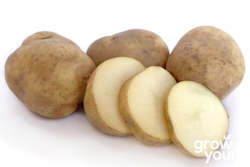 Vegetable Seeds: Potato ‘Ilam Hardy’