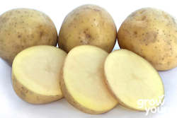 Vegetable Seeds: Potato ‘Swift’