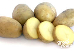 Potato ‘Liseta’