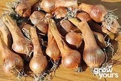 Vegetable Seeds: Shallot ‘French’ Bulbs