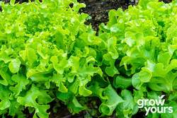 Vegetable Seeds: Lettuce ‘Green Salad Bowl’