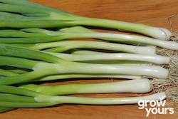 Vegetable Seeds: Spring Onion ‘Tokyo Long White’