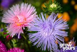 Aster 'Crego Giant Mix'