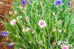 Spring Sowing: Cornflower 'Mixed Colours'