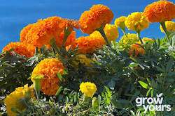 Marigold ‘Crackerjack Mix’