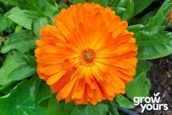 Spring Sowing: Calendula ‘Pacific Beauty Mix’