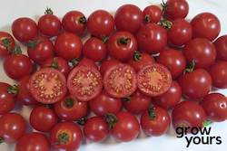 Vegetable Seeds: Tomato ‘Baxter's Early Bush’