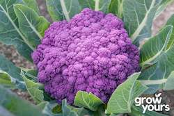 Vegetable Seeds: Cauliflower ‘Violetta Italia’