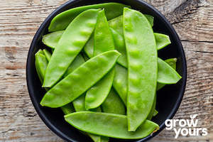 Snow Pea ‘Mammoth Melting’