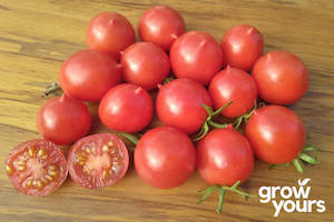 Tomato ‘Reisenstraube’