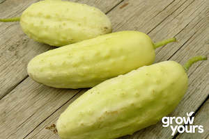 Cucumber ‘Port Albert’