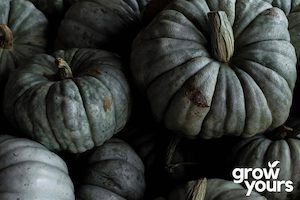 Pumpkin: Pumpkin ‘Queensland Blue’