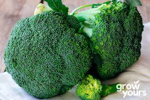 Broccoli ‘de Cicco’