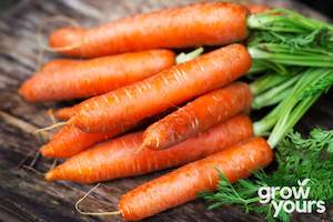 Vegetable Seeds: Carrot ‘Little Fingers’