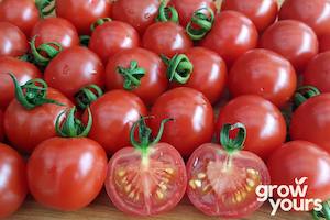 Tomato ‘Gardeners Delight’