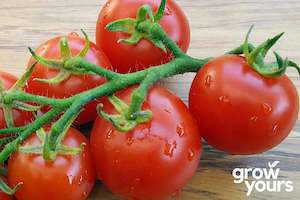 Tomato ‘Moneymaker’