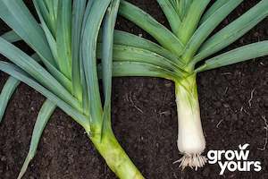 Vegetable Seeds: Leek ‘Carentan’