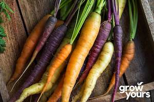 Carrot ‘Rainbow Blend’