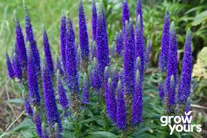 Spring Sowing: Veronica 'Blue Bouquet'