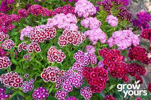 Sweet William 'Double Mix'