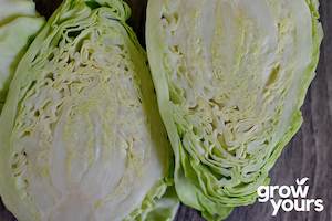 Vegetable Seeds: Cabbage ‘Early Jersey Wakefield’