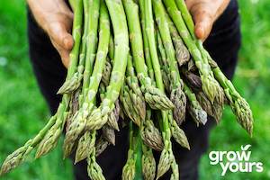 Vegetable Seeds: Asparagus ‘Mary Washington’